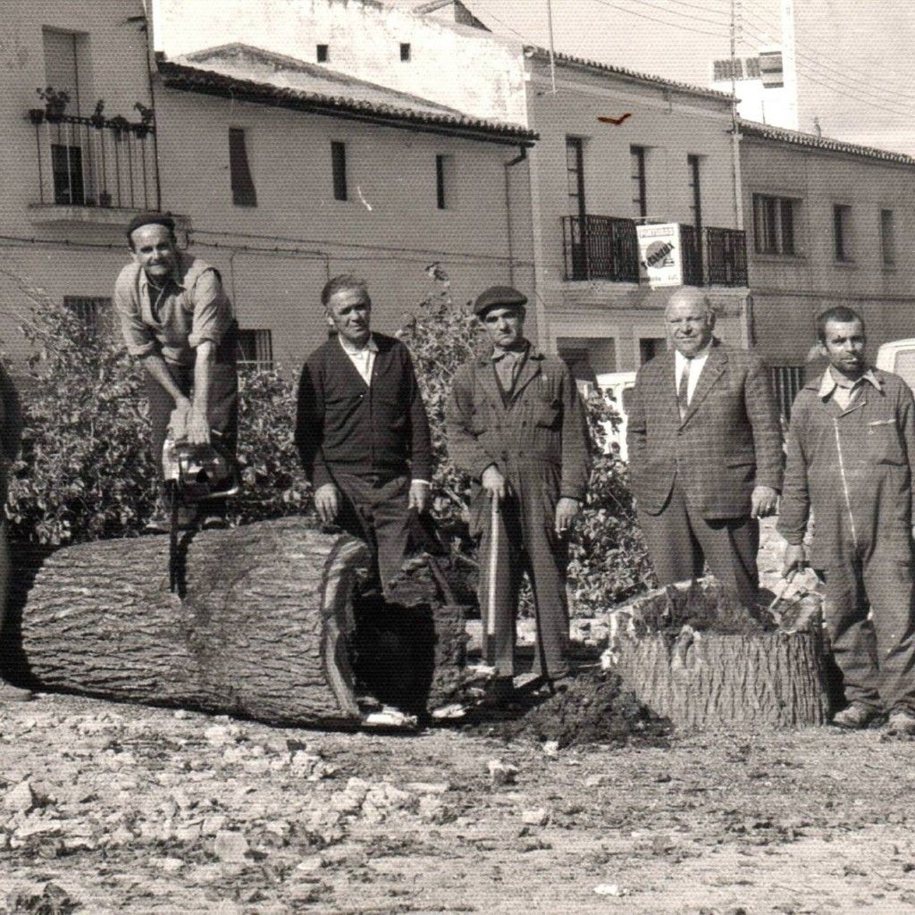 Tala de un gran Olmo por los operarios del Ayuntamiento