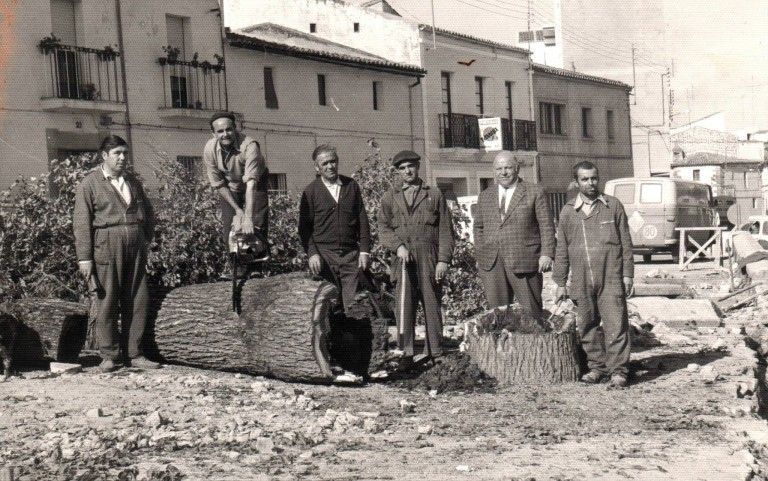 Tala de un gran Olmo por los operarios del Ayuntamiento