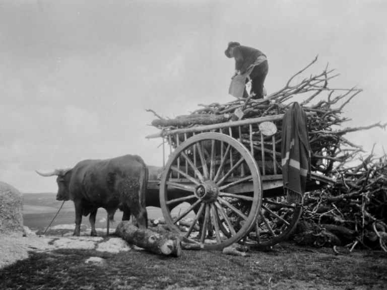 Descargando un carro de leña