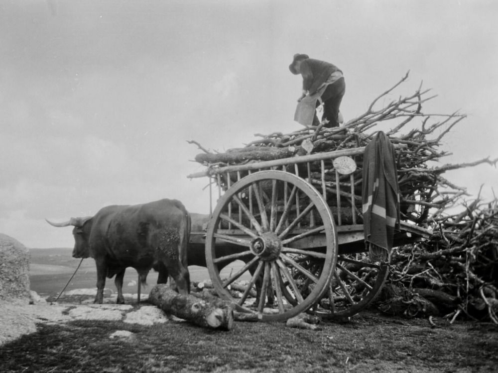 Descargando un carro de leña