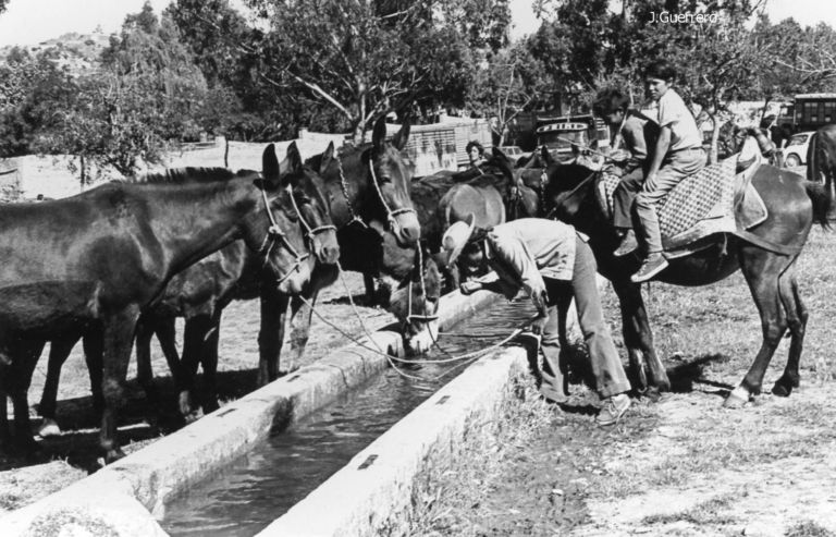 Feria de ganado en el Rodeo