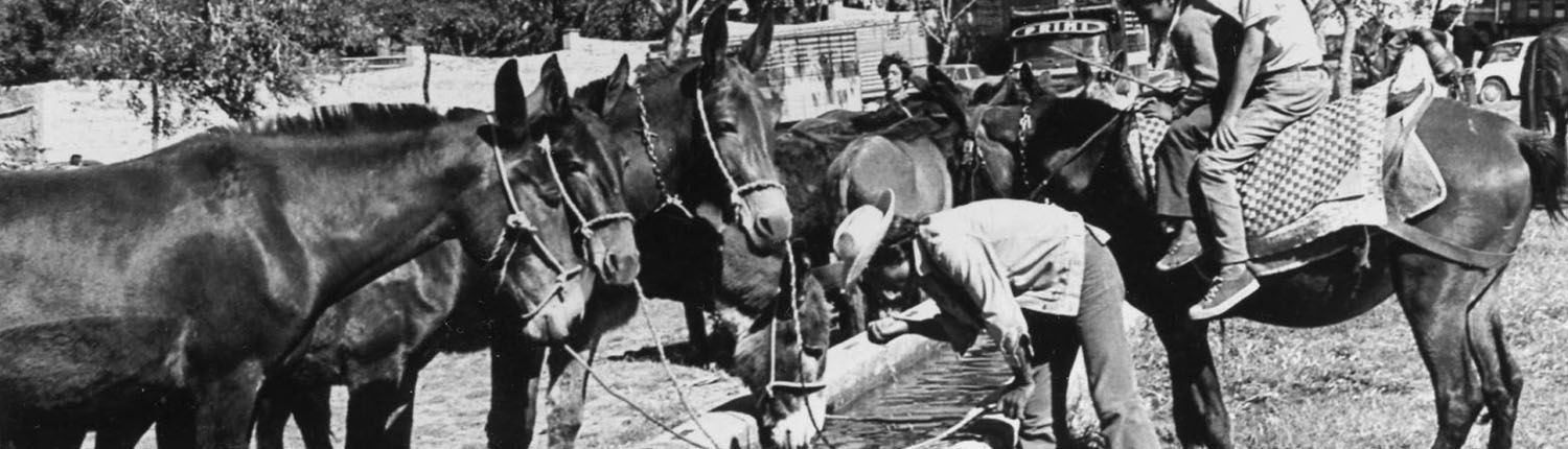 El rodeo, feria ganadera