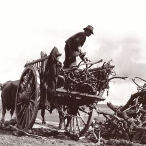 Descargando leña