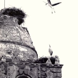 Cigüeñas en torre
