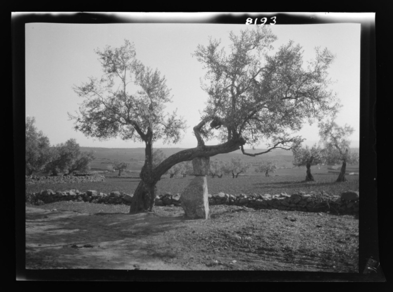 Aceite de oliva: rama de olivo apoyada en dos grandes piedras