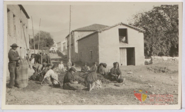 Aldeanueva de la Vera: Despezonando el pimiento