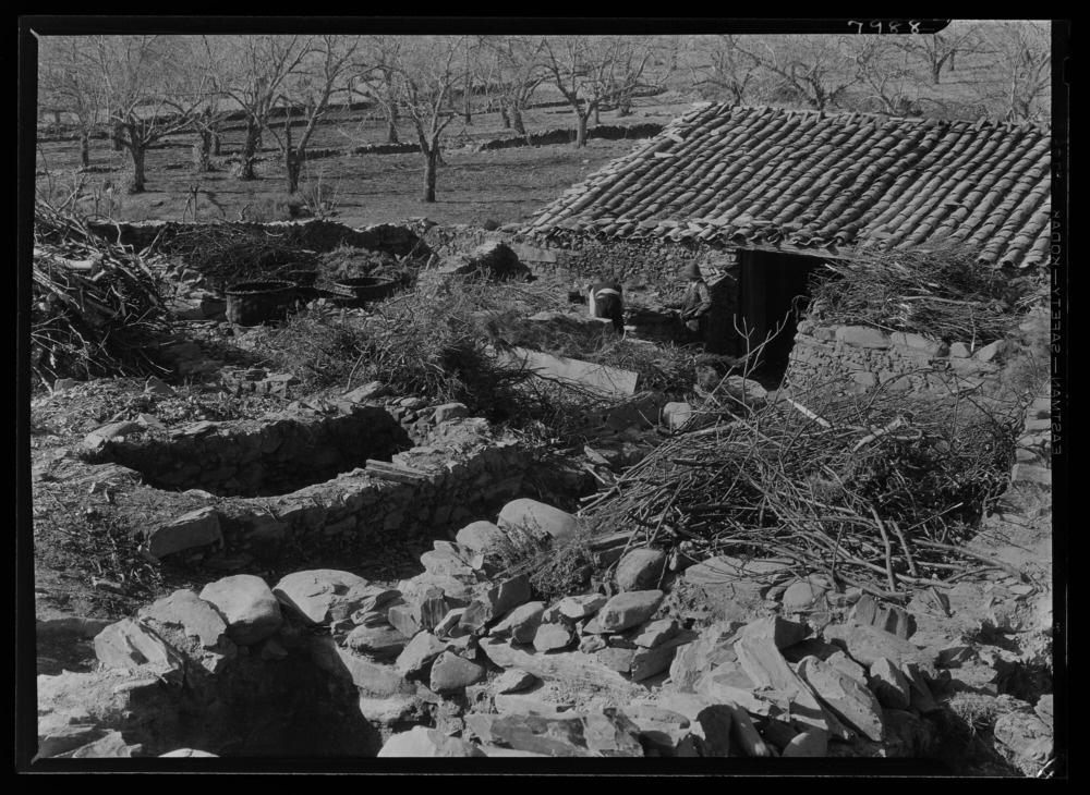 Almazara: pozos de aceitunas