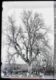 Alumnos, profesores y sacerdotes debajo de un árbol durante, 1920