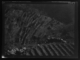 Bancales · Ruth Matilda Anderson, 1928