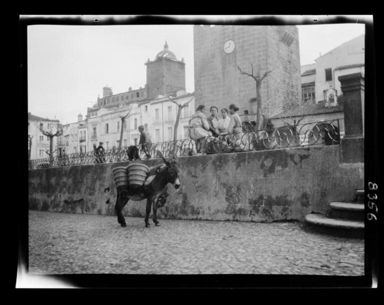 Burro con aguaderas de esparto