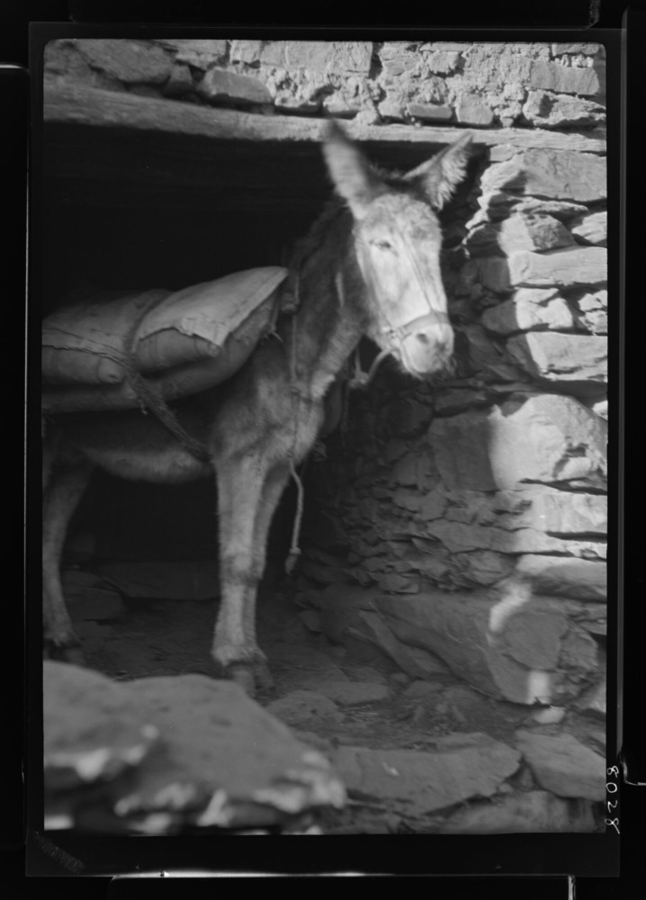 Burro con albarda, ronzal de cuerda y cabezada de cuero