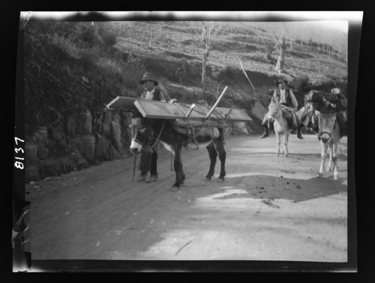 Burros cargando madera en armazones de madera