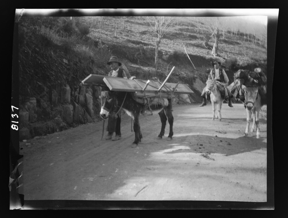 Burros cargando madera en armazones de madera