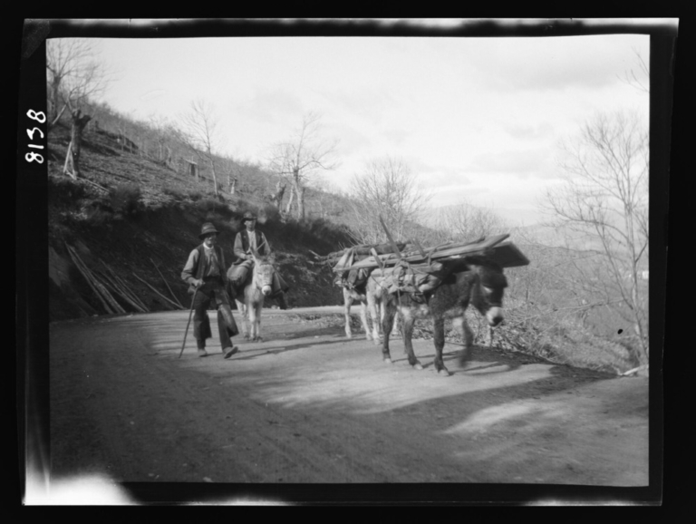 Burros cargando madera en armazones de madera