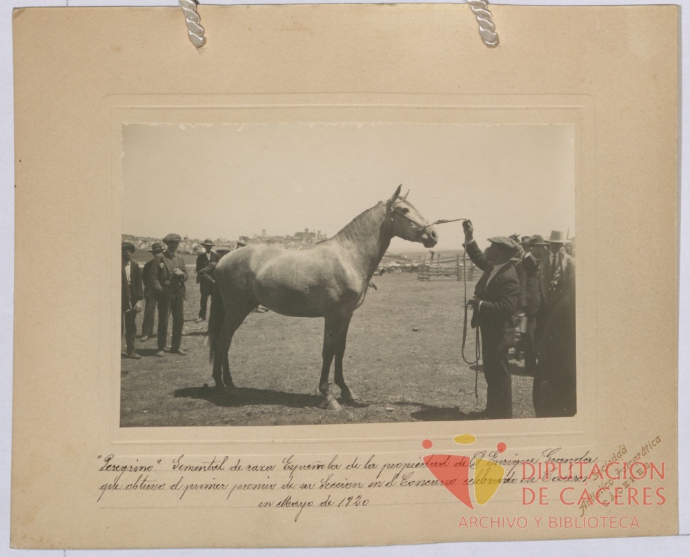Caballo semental de raza española: primer premio