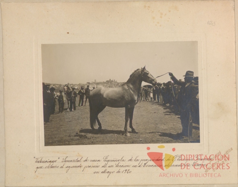 Caballo semental de raza española: segundo premio