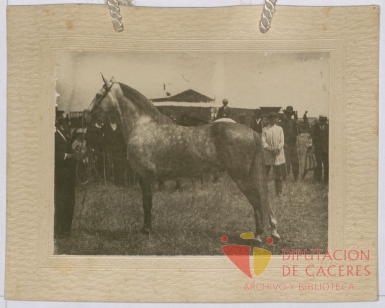 Caballo semental