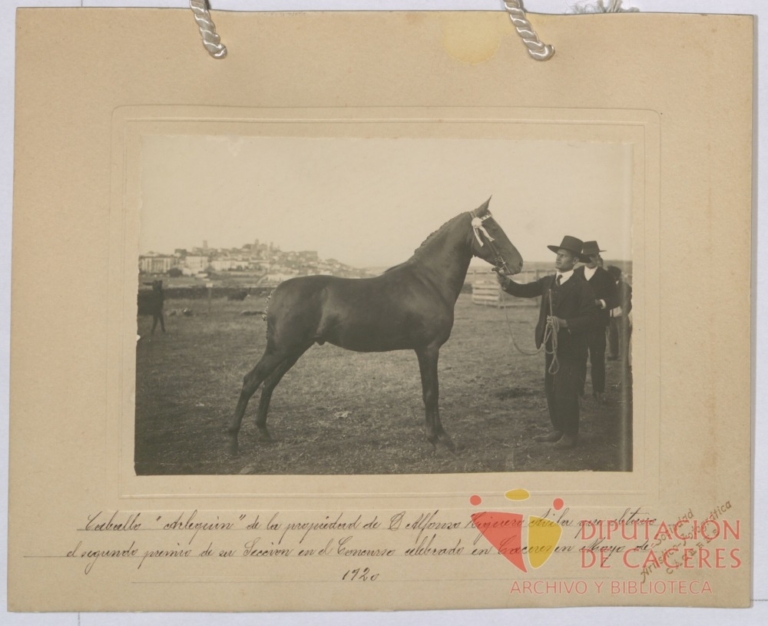 Caballo semental hispano-árabe: segundo premio