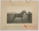 Caballo semental hispano-árabe: segundo premio · Julián Perate Barroeta, 1920
