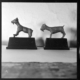 Cabra ibérica. Cabra macho y cabra encabritada · Carlos Callejo Serrano, 1960
