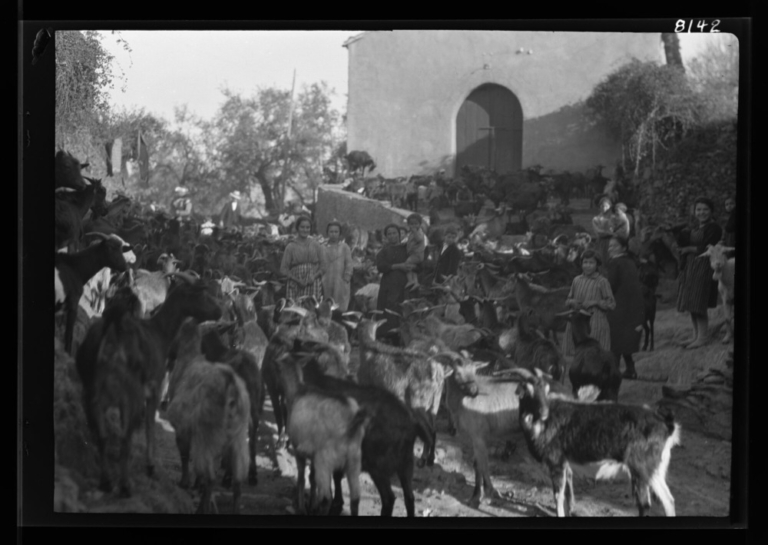 Cabras esperando junto a la ermita de San Sebastián