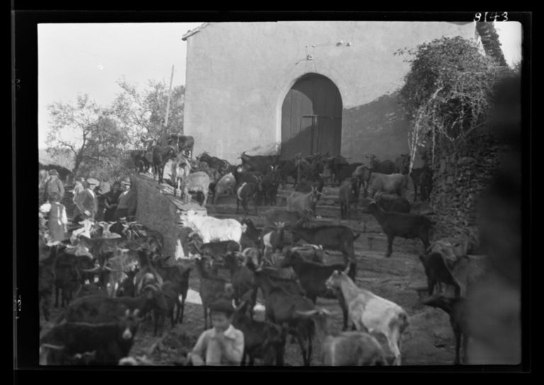 Cabras esperando junto a la ermita de San Sebastián