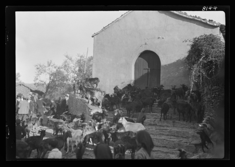 Cabras esperando junto a la ermita de San Sebastián