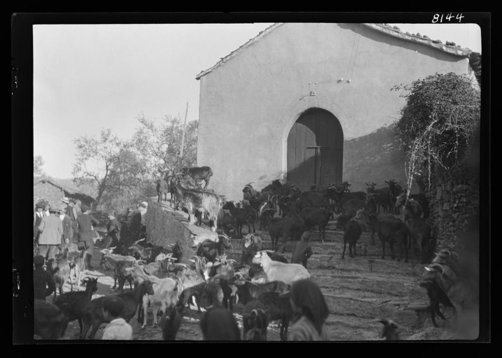 Cabras esperando junto a la ermita de San Sebastián
