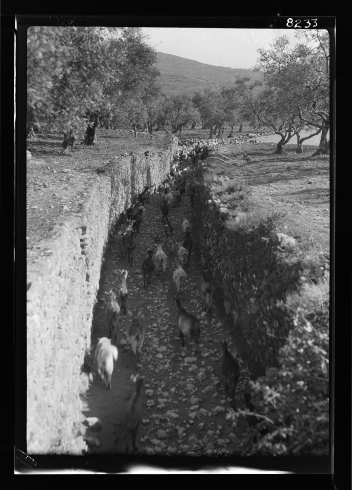 Camino viejo de Plasencia