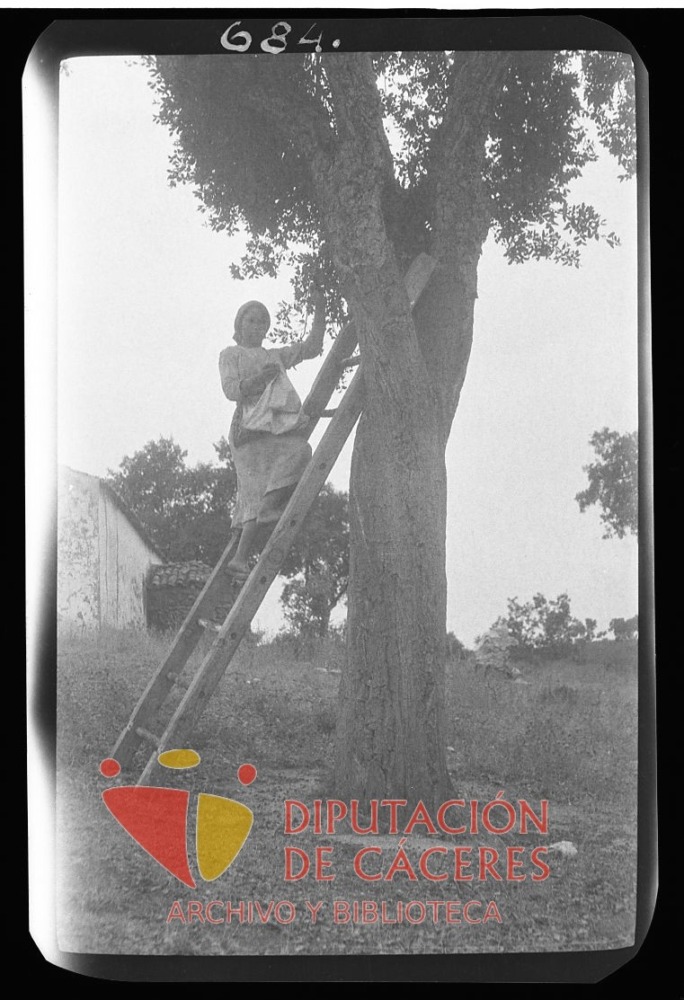 Campesina recogiendo bellotas