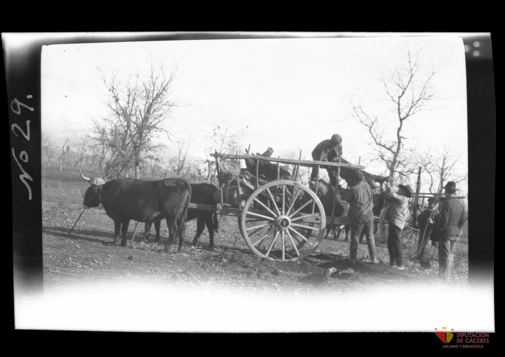 Campesinos cargan una carreta con leña