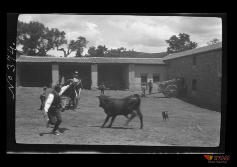 Campesinos torean a una novilla
