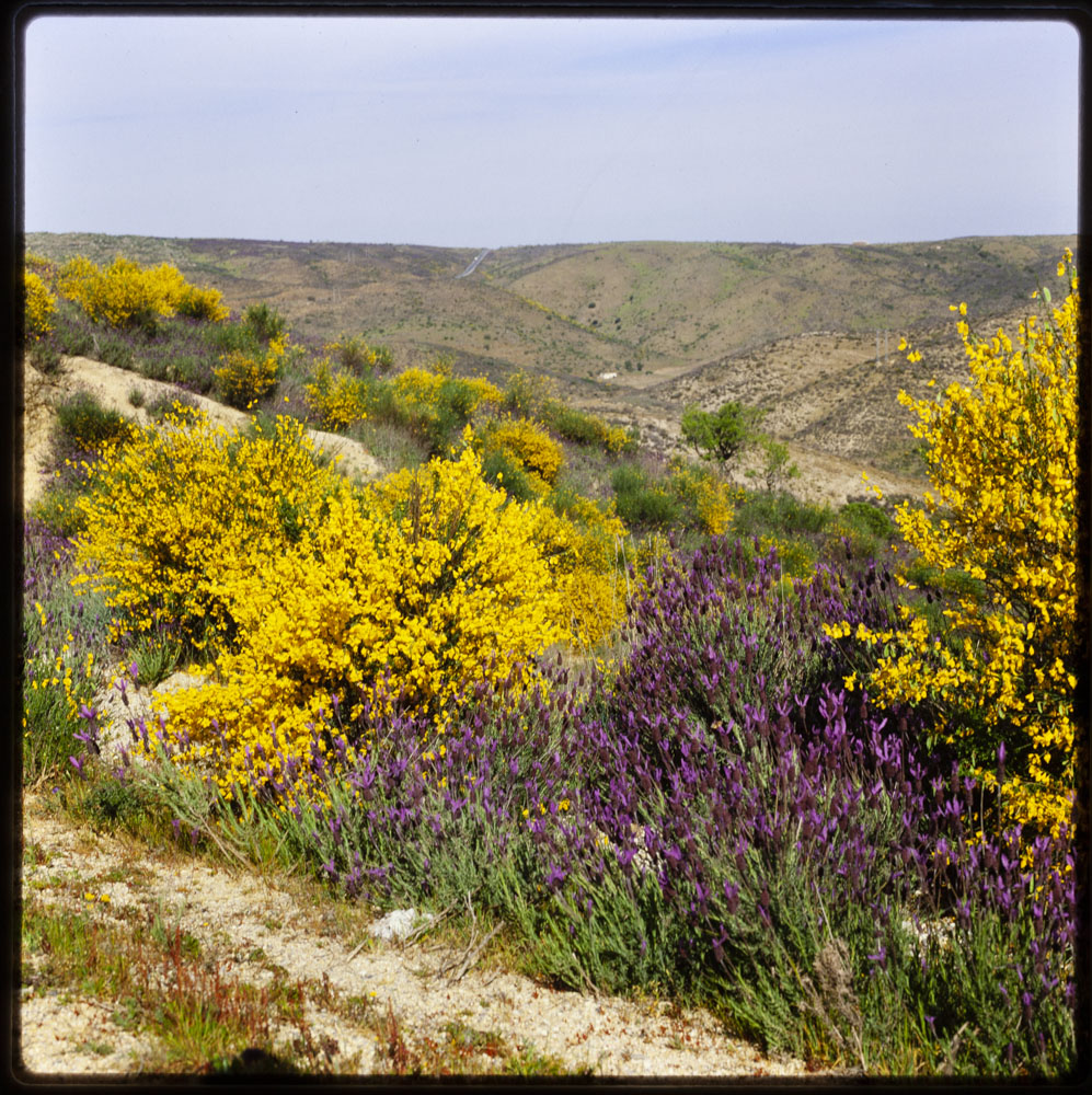 Campos de romero y retama en flor en la Tierra del Maestrazgo