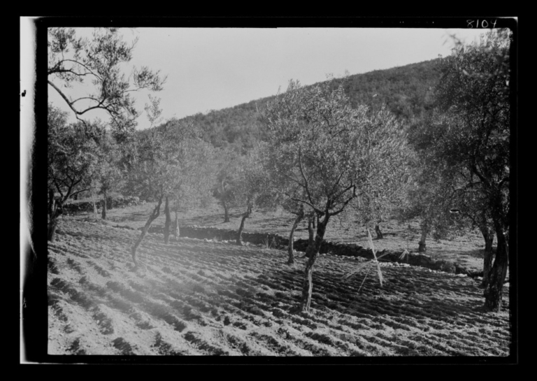 Campos y olivos