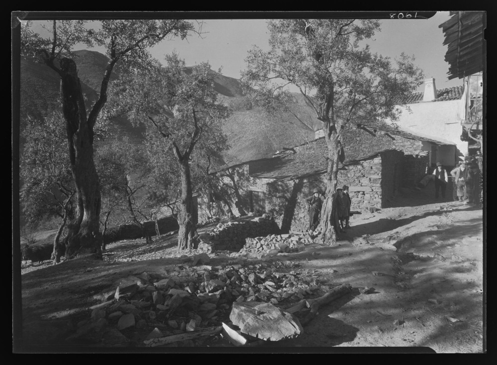 Casas, calles y olivos