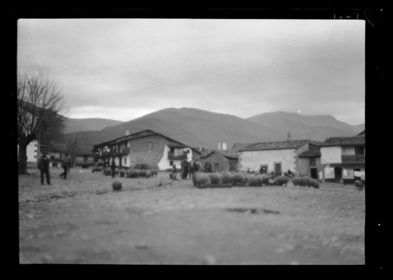 Cerdos ibéricos traídos al pueblo la víspera del mercado