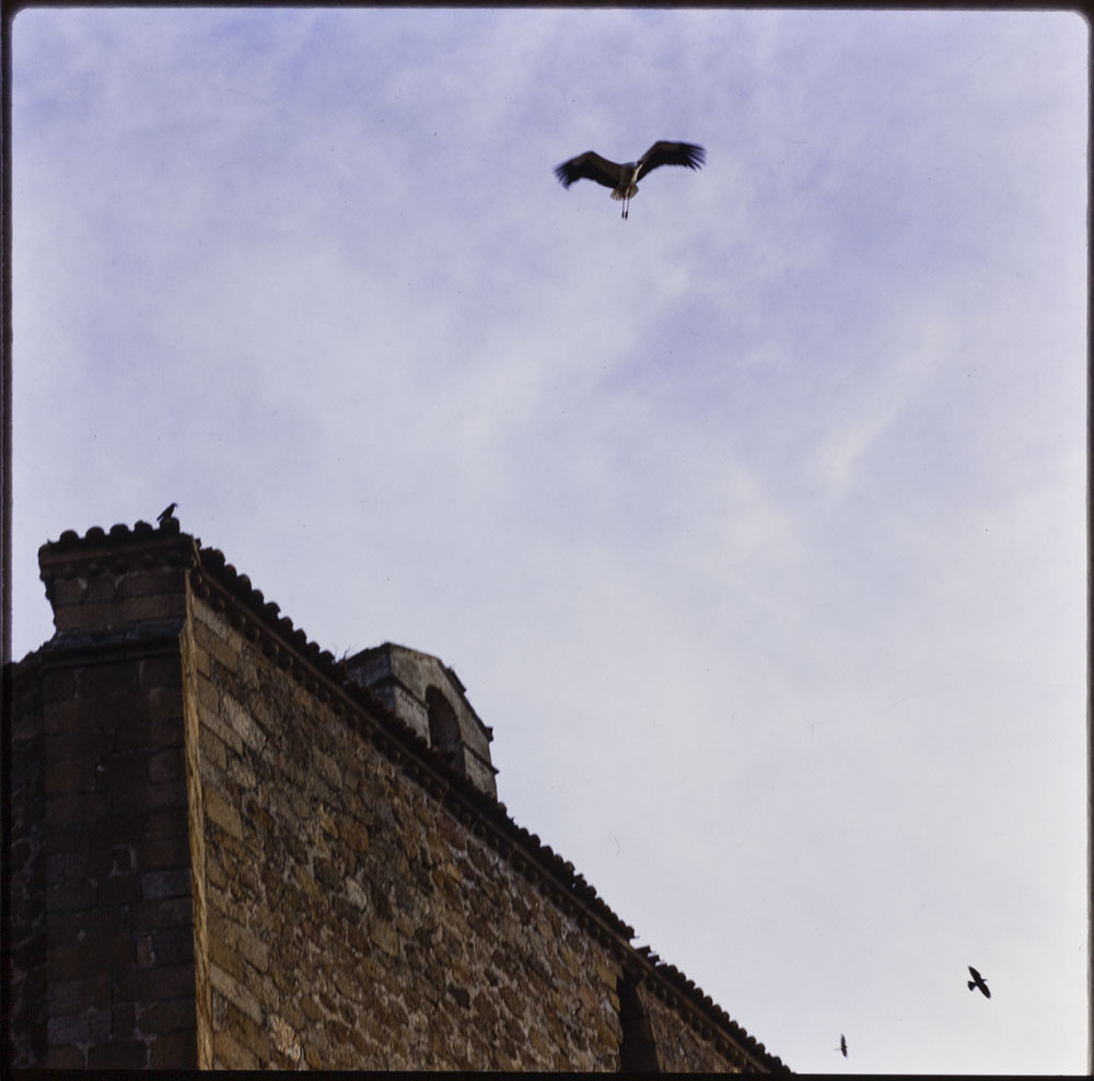 Cigüeña sobrevolando los tejados de Plasencia