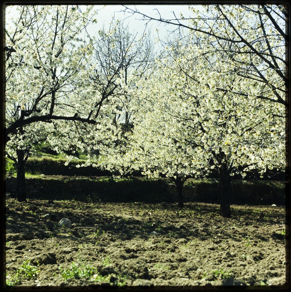 Comarca de El Valle. Cerezos en flor · Luis Agromayor