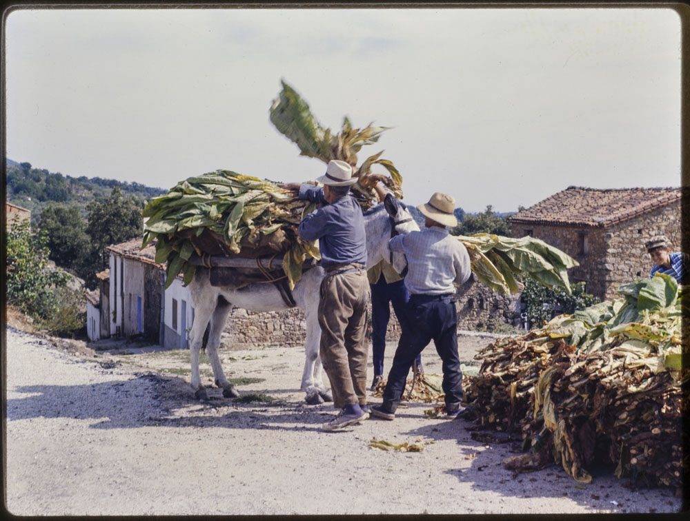 Comarca de la Vera. Cargando tabaco en un burrillo
