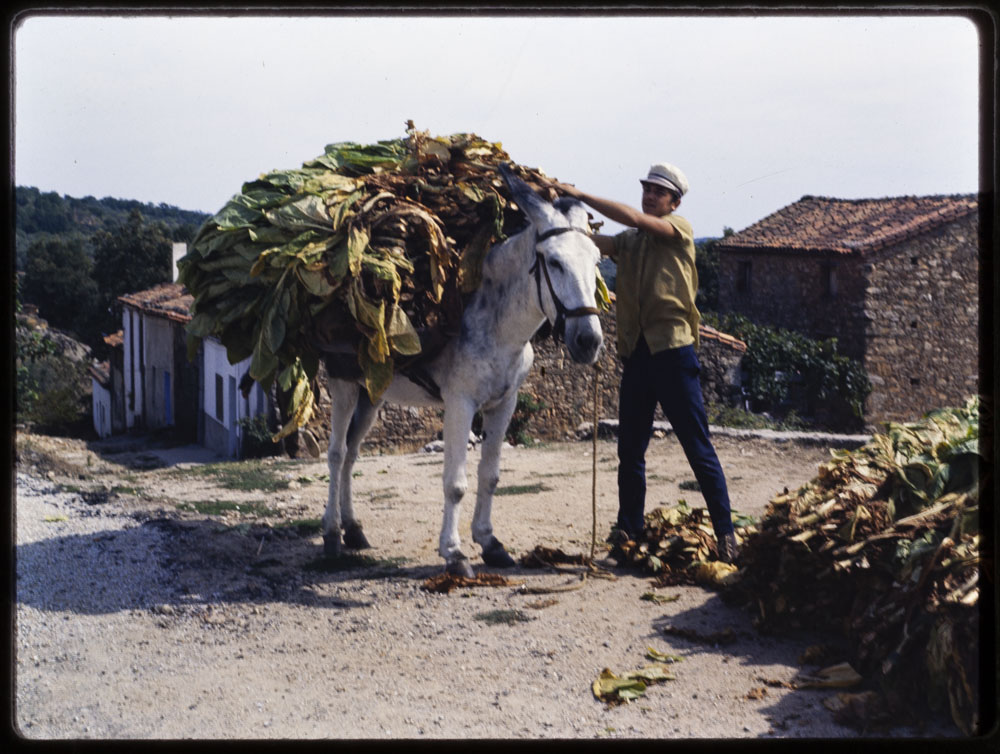 Comarca de la Vera. Cargando tabaco para su transporte · Luis Agromayor