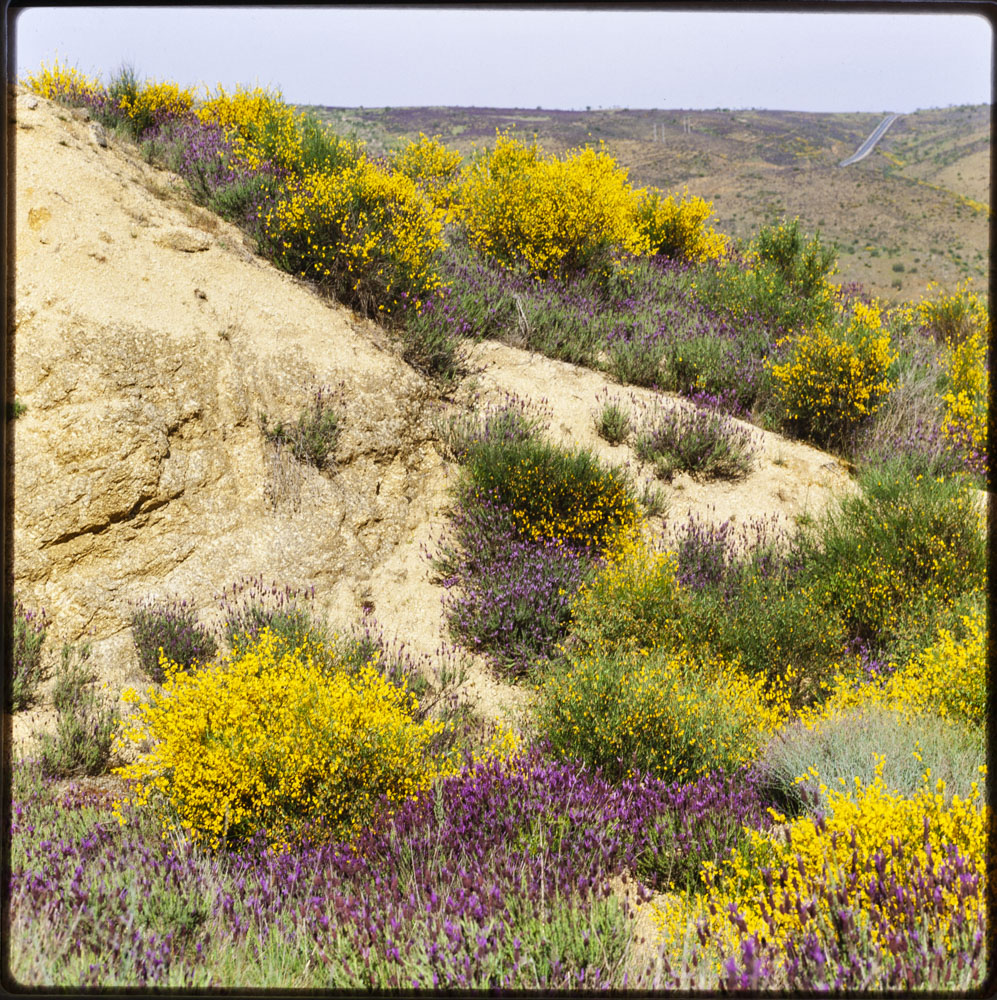 Comarca de las Villuercas. Campo de romero y retama en flor