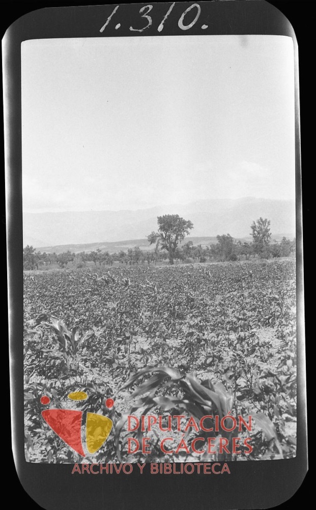 Cultivo de tabaco
