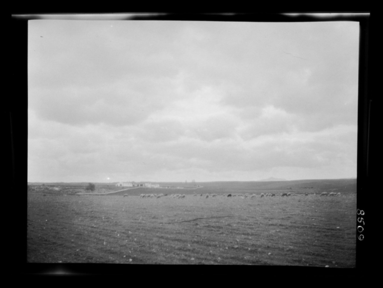 Dehesa: vista lejana