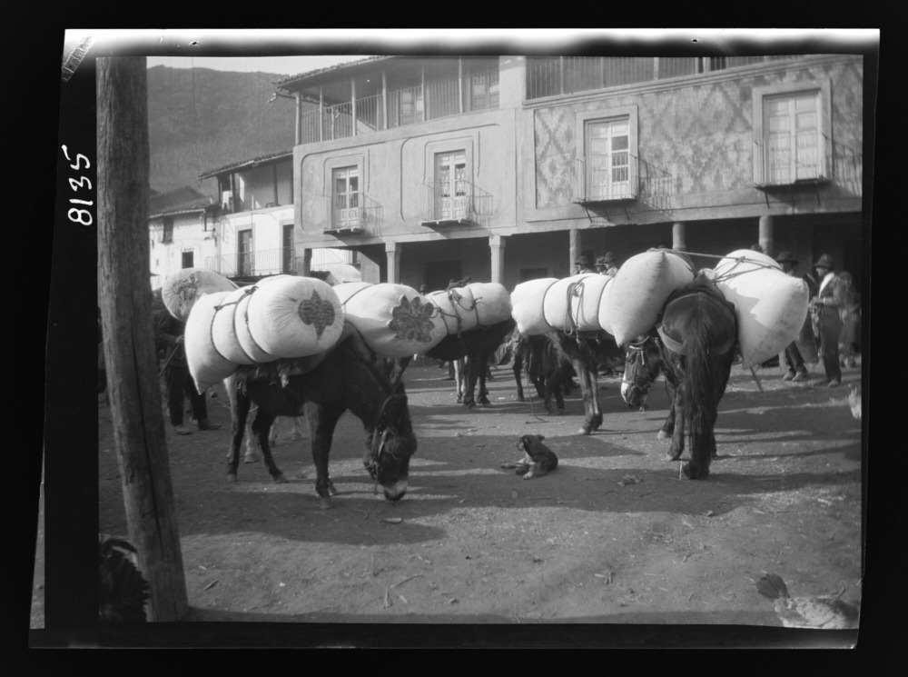Detalle de caballos y burros cargados con sacos de paja larga