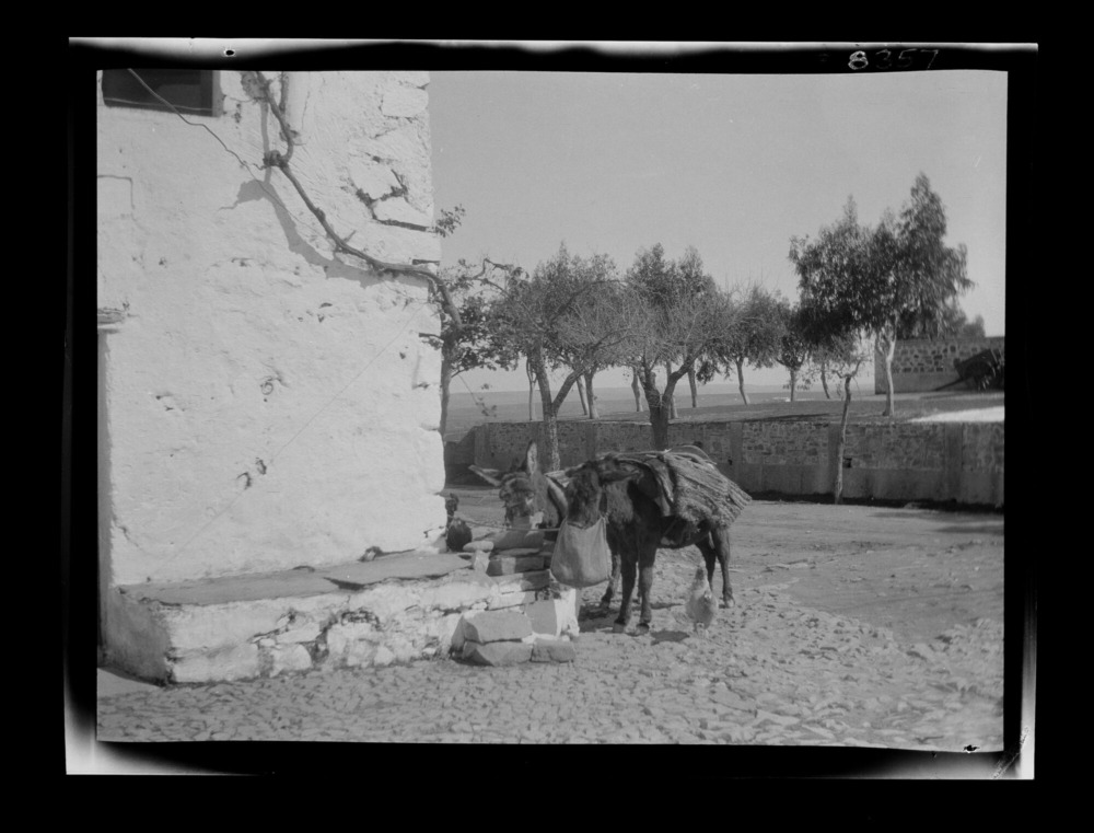 Dos burros comiendo de morrales atados a la cabeza