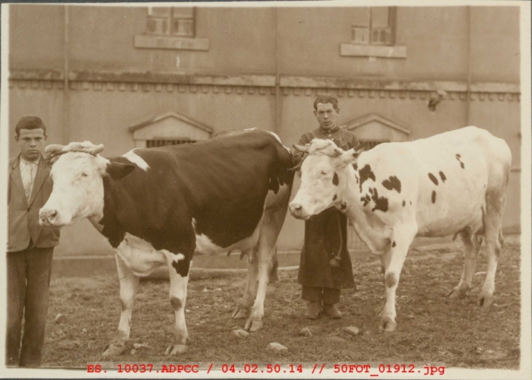 Dos pastores con dos vacas fente al Hospital Provincial