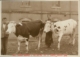 Dos pastores con dos vacas fente al Hospital Provincial · Javier García Téllez, 1928