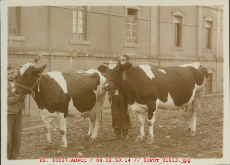 Dos pastores con dos vacas fente al Hospital Provincial