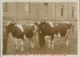 Dos pastores con dos vacas fente al Hospital Provincial · Javier García Téllez, 1928