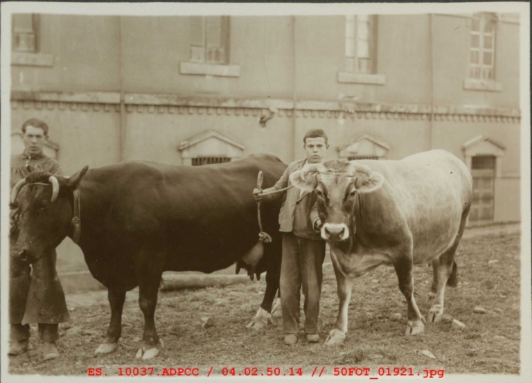 Dos pastores con dos vacas fente al Hospital Provincial